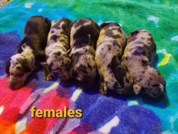 NALC registered Catahoula puppies
