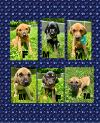 6 Catahoula Pups near Cincinnati