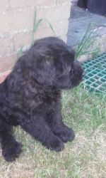 Adorable Catalan Sheepdog Puppies Male and female
