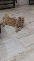 persian cat for sale in mumbai