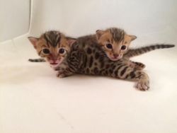 Glitter Point Golden Rosetted Bengal Kittens