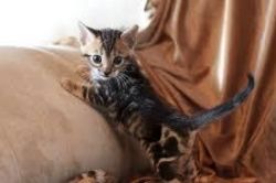 Adorable bengal kittens ready