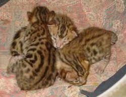 Lovely Bengal Kittens for Adoption