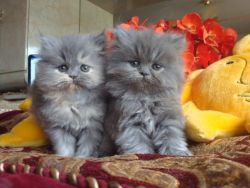 Persian Kittens:cfa Reg,pedigr,hc,tampa Bay,fl.