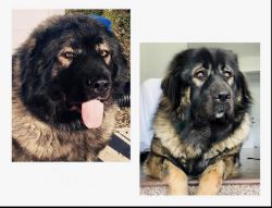 6 month old Russian bear dogs