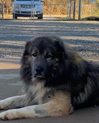 Caucasian shepherd puppies NC for approved homes