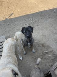 Turkish sh Kangal/Russian Caucasian Ovcharka Shepherd Puppies