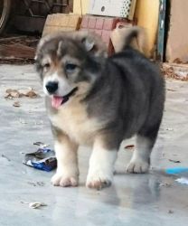 Caucasian Shepherd male and female for sale