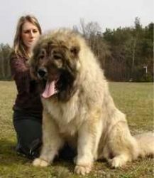 Caucasian Shepherd Female Pup For Sale85 Days