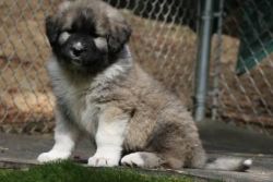 Yummers Caucasian Ovcharka puppies for sale .