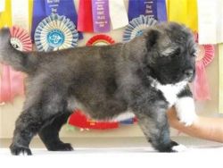 Caucasian Shepherd Dog Breeds Pup For Sale