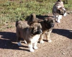 Charming Caucasian Ovcharka Shepherd Puppies