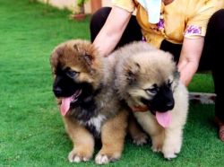 Stunning Caucasian Ovcharka Puppies
