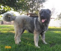 Caucasian Ovcharka is looking for new family!