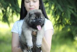 Caucasian puppies - top quality - Russian origin