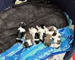 Cava-Tzu puppies for sale