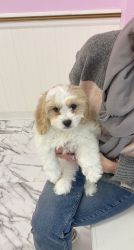 Cavachon in need of new home