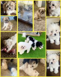 3 CAVACHONS MUST FIND LOVING FAMILY.