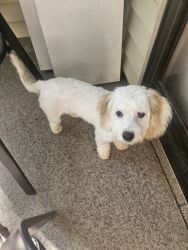 Cavachon for sell