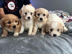 Cavachon puppies for sale!!!