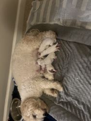Cavachon puppies full breeder mom and dad