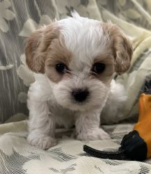 Tan & White Cavachon Puppy