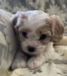 Cavachon- tan & white puppy