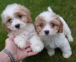Extremely Super Opportunity Cavachon Puppies