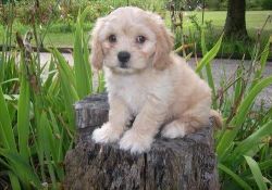 cute and lovely Cavachon Puppies for sale