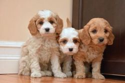 Beautiful Cavachon Puppies For Sale. (xxx) xxx-xxx8