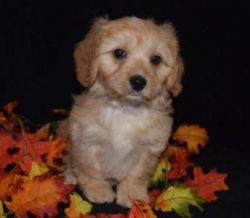 Determined Cavachon Puppies For Sale