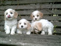 beautiful Cavachon Puppies Ready To Leave