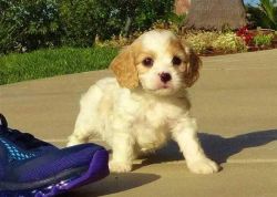 Beautiful Cavachon Puppies For Sale. Ready Now.