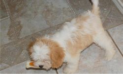 female cavachon puppy available for lovely homes
