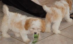 smooth male and female cavachon puppies