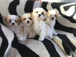 Stunning Cavachon Puppies for sale