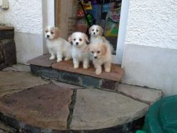 Beautiful Cavachon Puppies Ready For New Homes