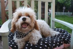 Handsome F1 Cavachon Available For Stud Duties
