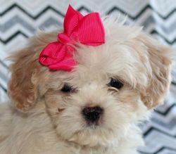 Cavachons From Health Tested Parents