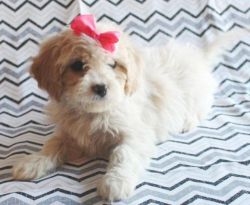 Beautiful Cavachon Male Pups(now Reserved)