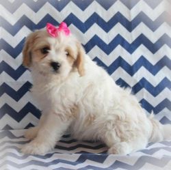 6 Beautiful Cavachon Pups For Sale