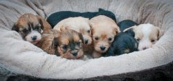 Adorable Cavachon Puppies For Sale