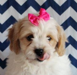 Cavachons One Boy And One Girl Left Reduced Today
