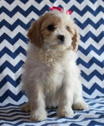 Cavachon Puppies Ready For Family Homes Now