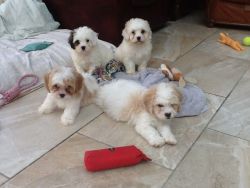 Gorgeous Cavachon Puppies