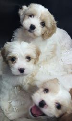 Stunning Cavachon Puppies