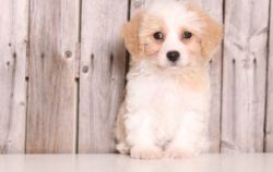 Cavachon Puppies For Sale
