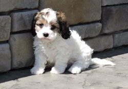 APRI Cavachon Puppies For Lovely Homes