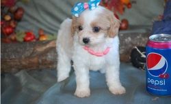 Boys and girls Cavachon puppies for sale