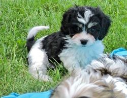 Awesome Cavachon puppies